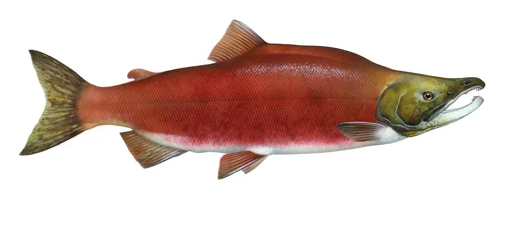 #13 - Parts-Per-Billion Water Chemistry That Salmon Read Like a Street Address (Image Credits: Rawpixel)
