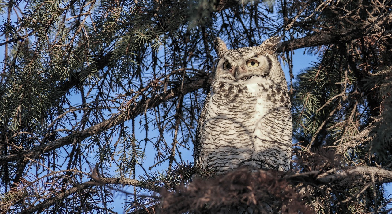 Virgo: The Wise Owl (Image Credits: Pixabay)