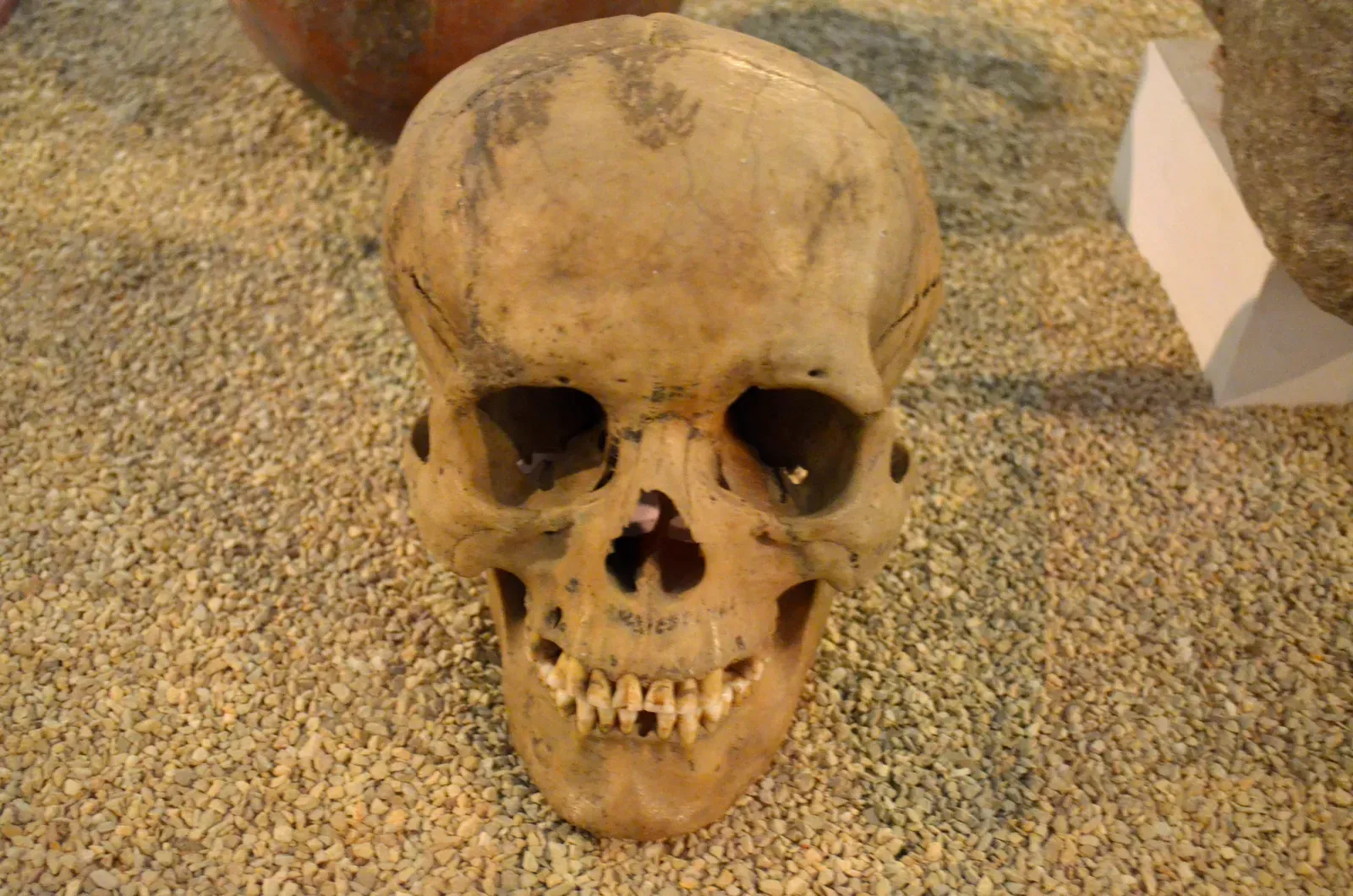 1. Ancient DNA That Redrew the Family Tree of Early Humans (By Celinebj, CC BY-SA 4.0)