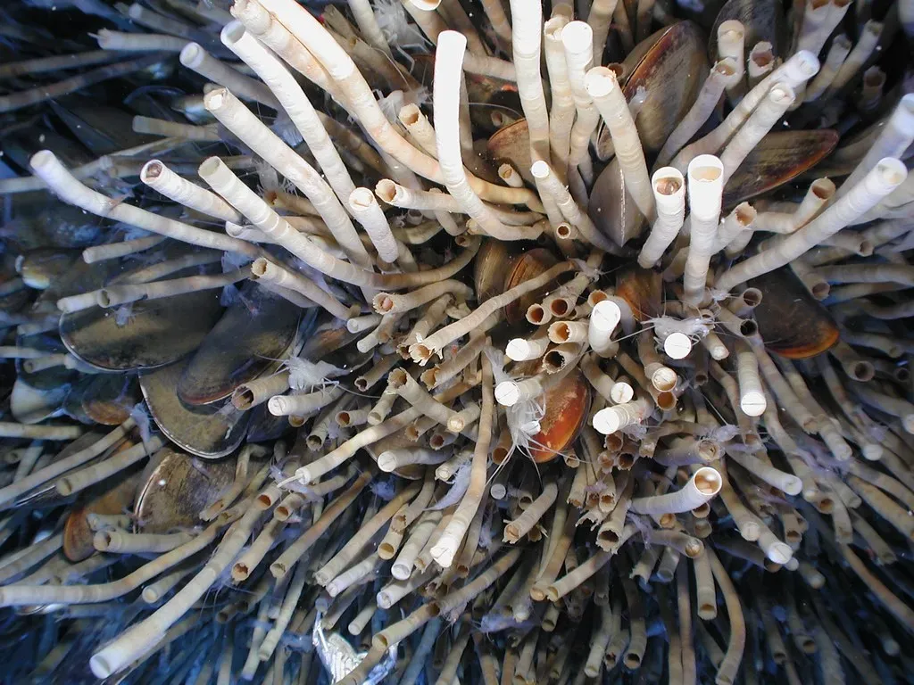 11. Cold Seeps and Methane-Based Ecosystems (NOAA Photo Library, Flickr, CC BY 2.0)