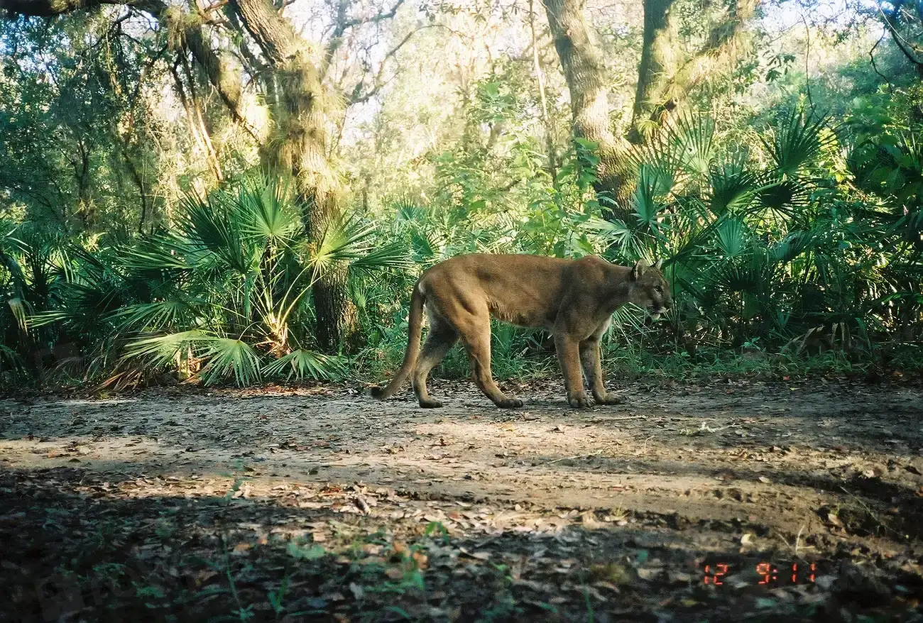 2. The Florida Panther: Losing Ground in Its Last Stronghold (Image Credits: Rawpixel)