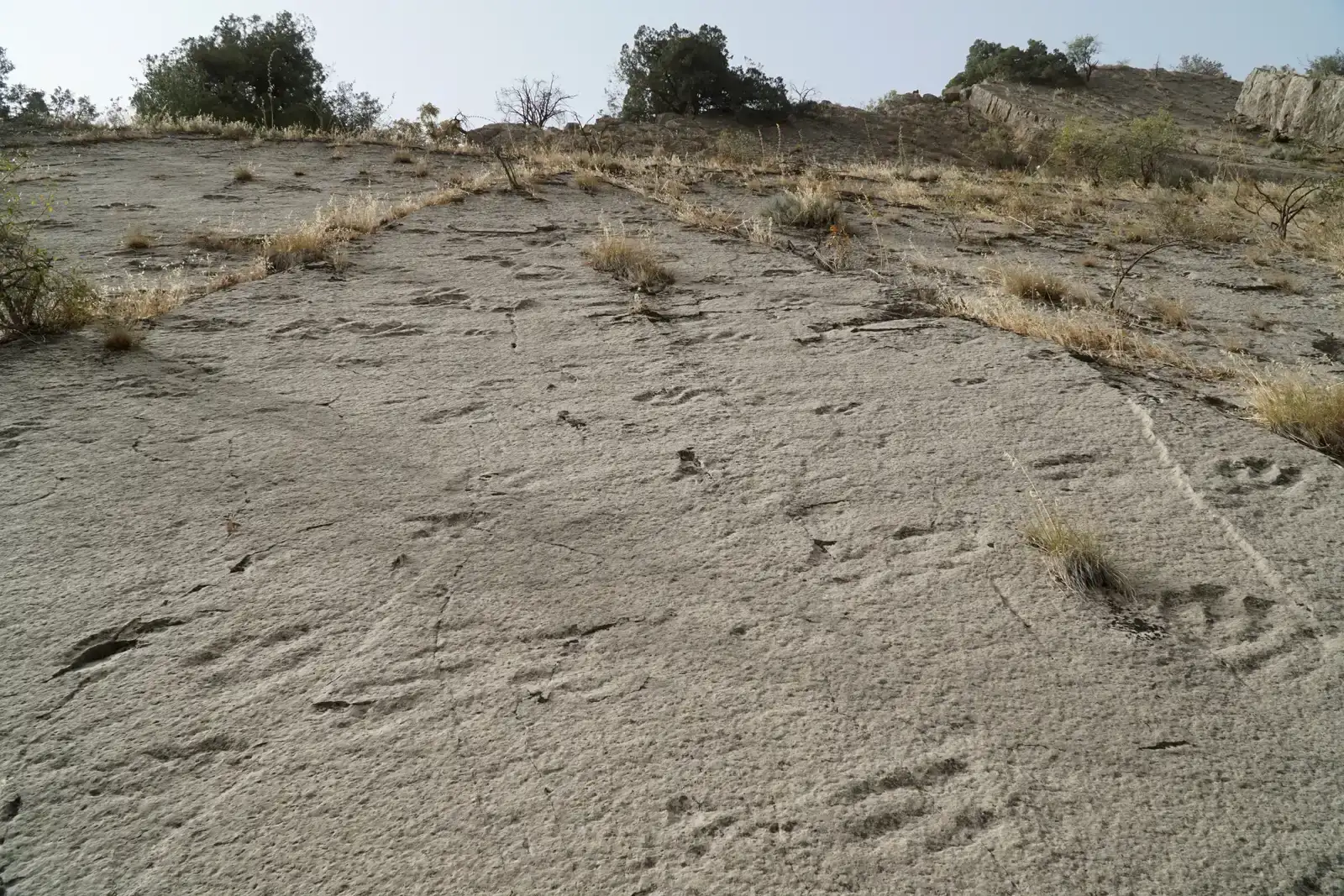 The Future Landscape of Dinosaur Discovery (Image Credits: Wikimedia)