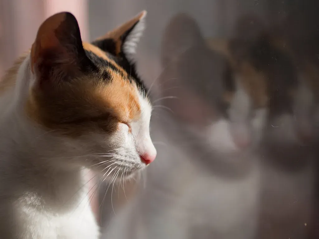 When a Slow-Blink Is Not Just Relaxation but Relief (Ivan Radic, Flickr, CC BY 2.0)