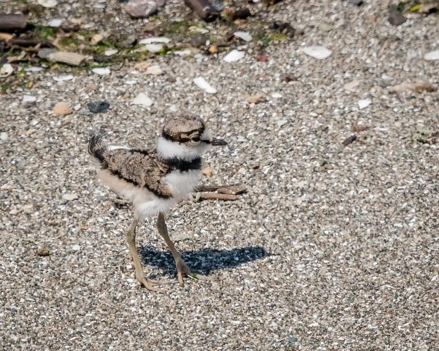 4. Shorebirds Like Killdeer: Tiny Runners on Open Ground (Killdeer Chick, CC BY 2.0)