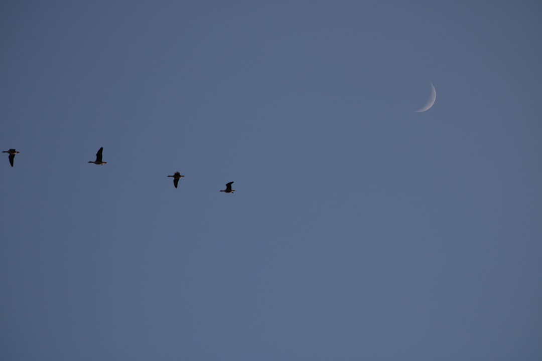 How Birds Master the Stellar Compass (Image Credits: Unsplash)