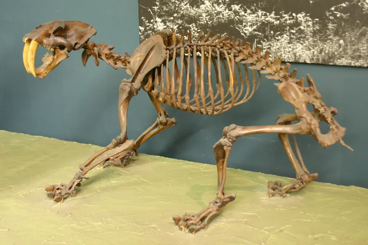 #6 - Early Saber-Toothed Cats With Broken-Neck Hunting Myths (Sabertoothed CatUploaded by FunkMonk, CC BY-SA 2.0)