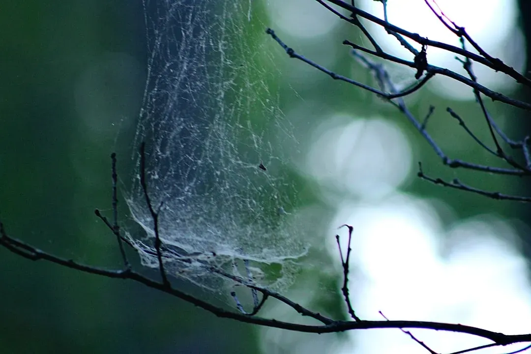 5. Spiders Using Webs As Vibrating Telephones (Image Credits: Unsplash)
