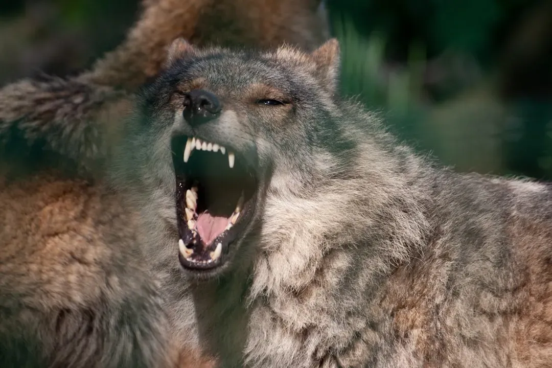 #7 - The Beast of Gévaudan: Serial Killer, Not Super-Wolf (Image Credits: Unsplash)