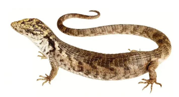 #7 - The Tree-Dwelling Lizard Hiding in Plain Sight for a Decade (By CLAUSE AG, LUNA-REYES R, MENDOZA-VELÁZQUEZ OM, NIETO-MONTES DE OCA A, SOLANO-ZAVALETA I, CC0)