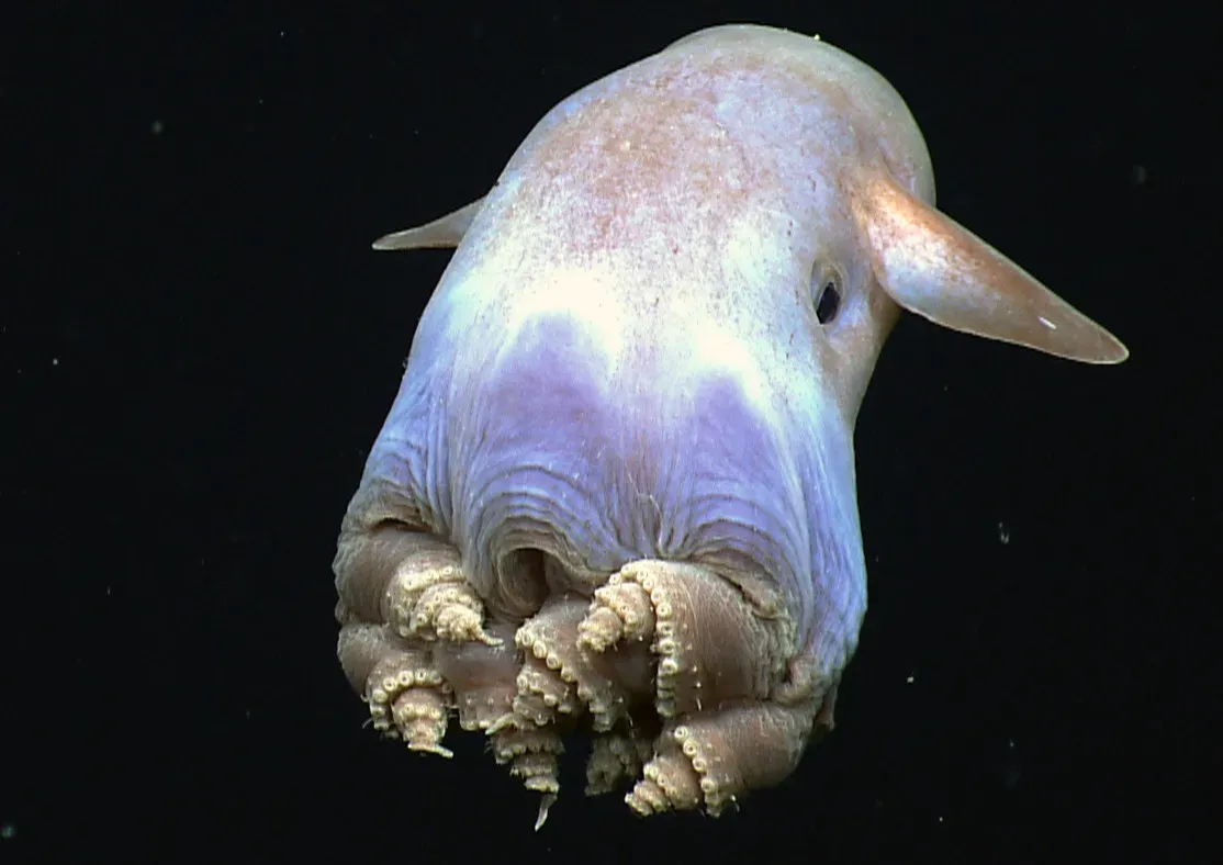 7. Dumbo Octopus – The Surprisingly Cute Deep-Sea Drifter (Image Credits: Wikimedia)
