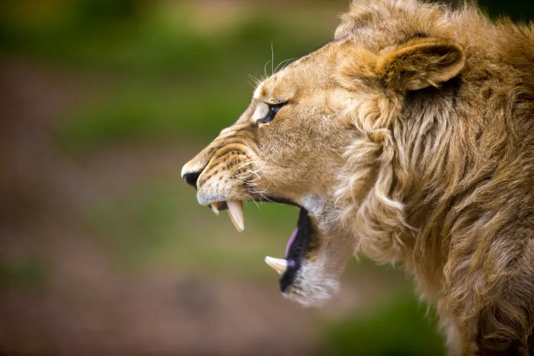 The Lion’s Roar: Your Need to Be Seen and Heard (Image Credits: Unsplash)