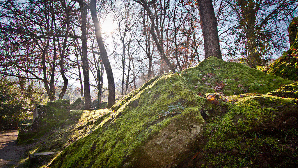 The Science Behind Tree Power (Image Credits: Flickr)