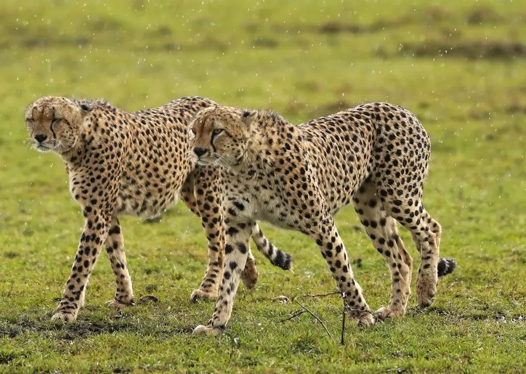 They Have Genetic Diversity Problems (Image Credits: Unsplash)