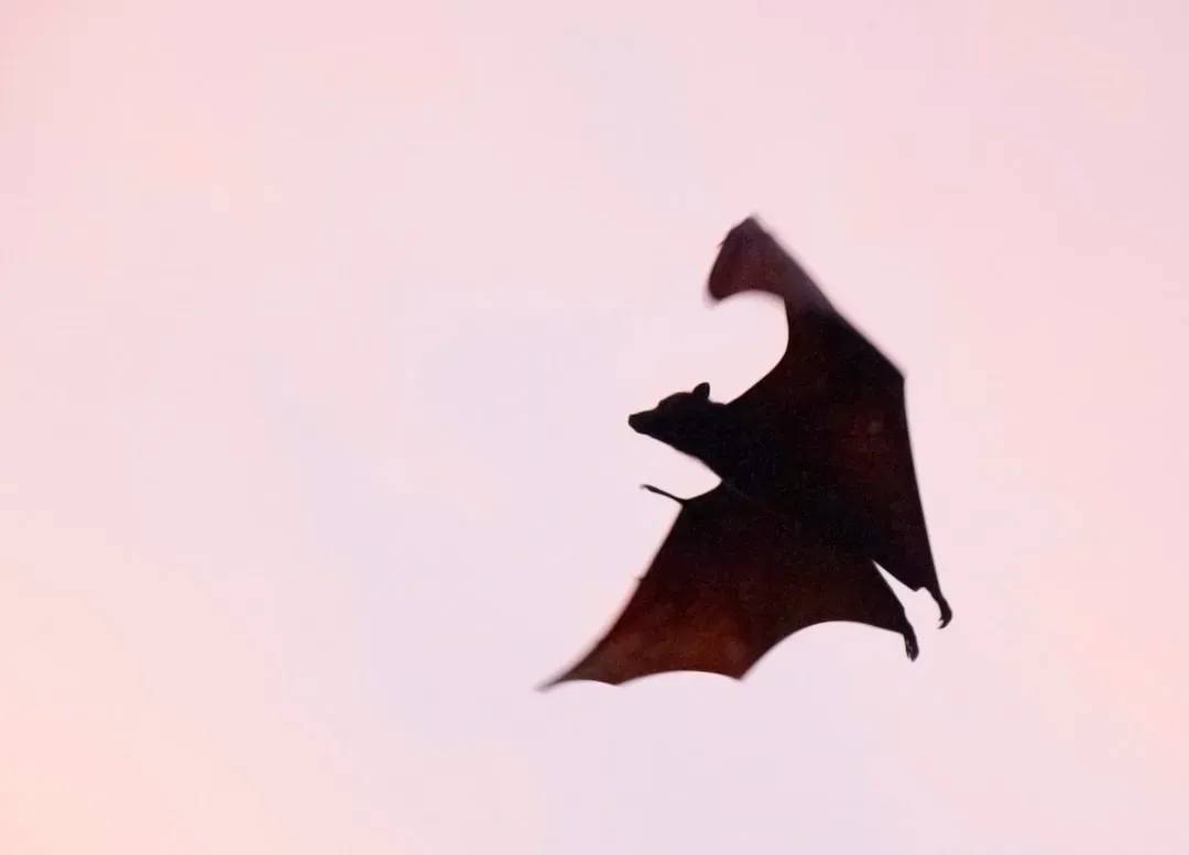 Bats: Seeing the Night with Sound (Image Credits: Unsplash)