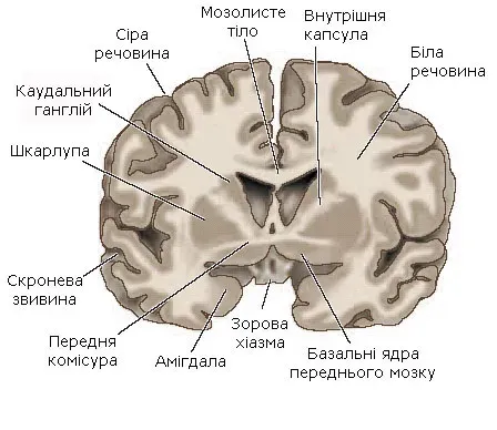 From Sci-Fi Dream to Lab Bench: How Uploading Entered Serious Debate (Image Credits: Wikimedia)