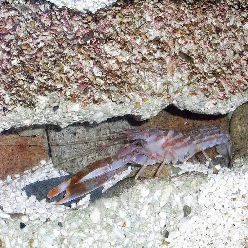 The Pistol Shrimp's Sonic Weapon (Image Credits: Wikimedia)