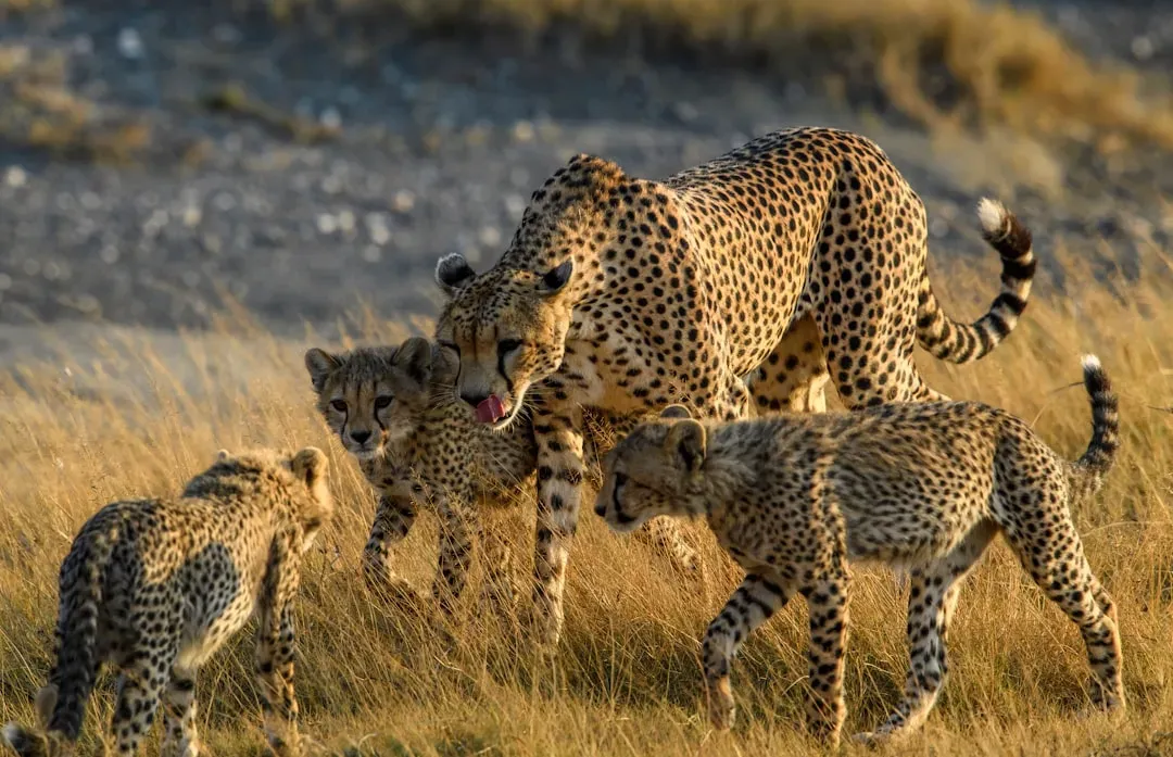 Mother Cheetahs: Horizon Scanning as Parenting Strategy (Image Credits: Unsplash)