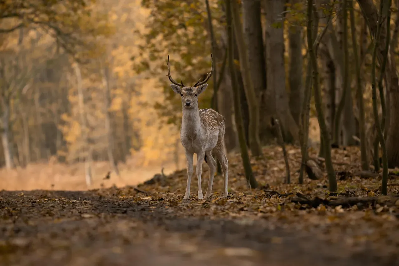 Deer: Quiet Evaluators at the Edge of the Trees (Image Credits: Pixabay)