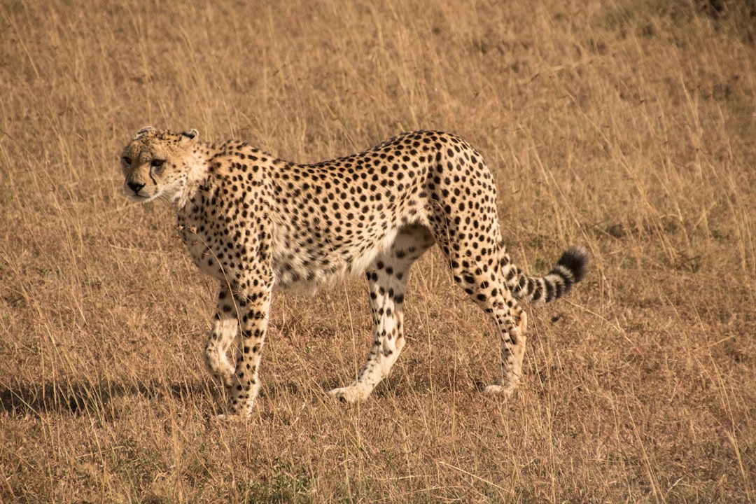 The Cheetah - ESTP (The Entrepreneur) (Image Credits: Unsplash)