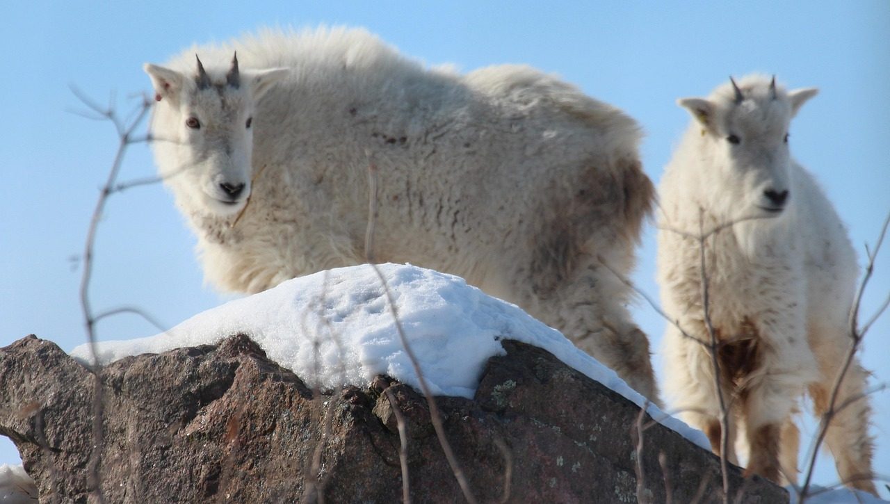 Specialized Fur With Hollow Hairs (Image Credits: Pixabay)