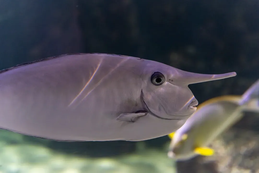 Electricity as a Sixth Sense: The Odd Power of Electric Fish (Image Credits: Unsplash)