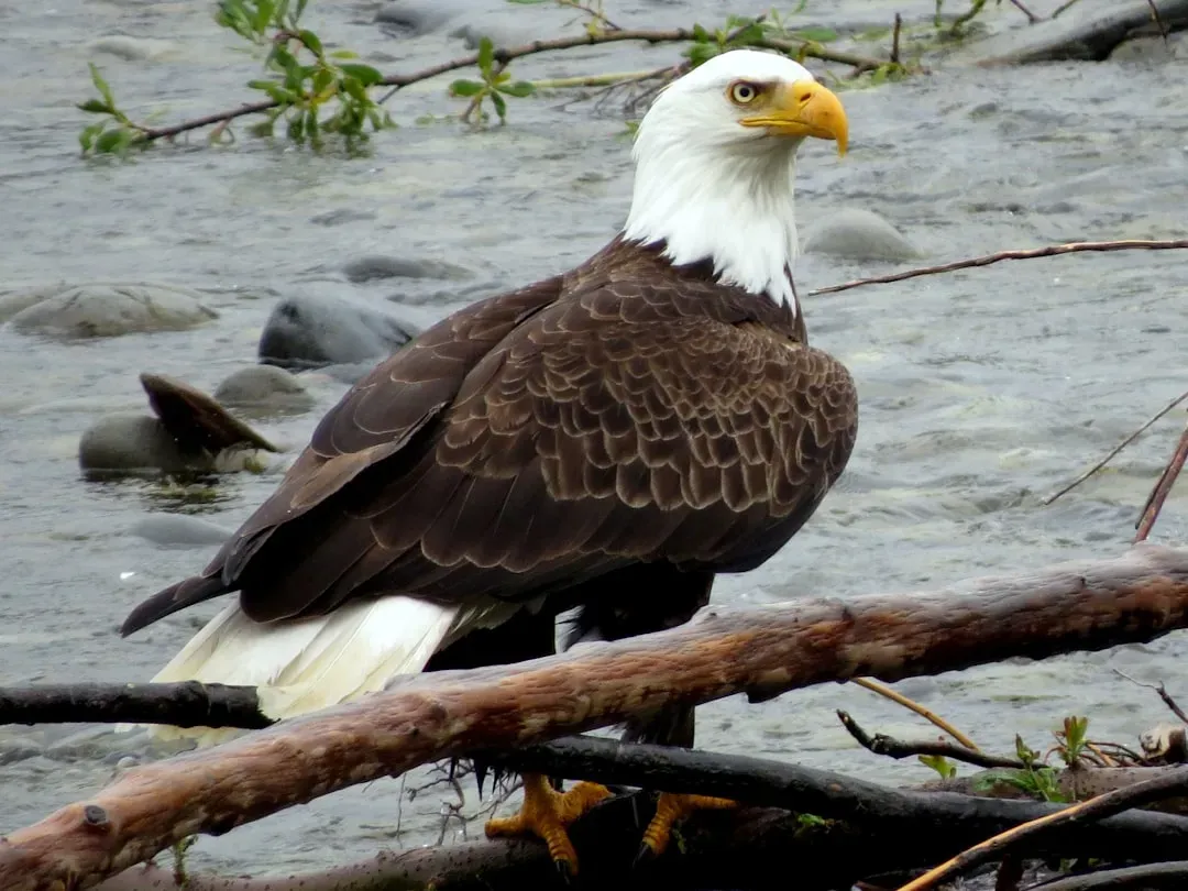 Libra – You Are the Alaskan Bald Eagle (Image Credits: Unsplash)