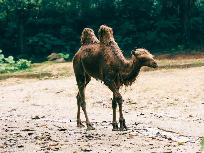 The Camel's Fat-Storing Humps: A Desert Fuel Tank (Image Credits: Pexels)