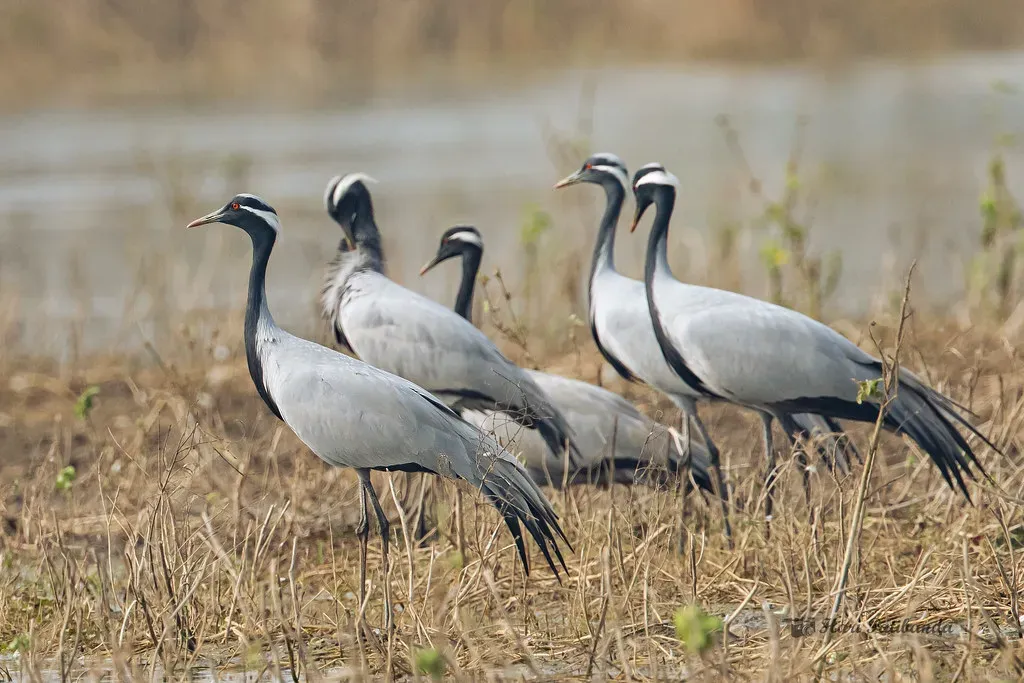 Demoiselle Crane – The Smallest Crane That Still Feels Big (Hari K Patibanda, Flickr, CC BY 2.0)