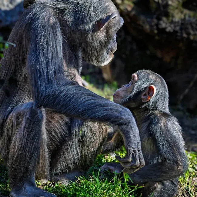 5. Chimpanzees: Adopting Orphans Out of Pure Kindness (Image Credits: Pexels)