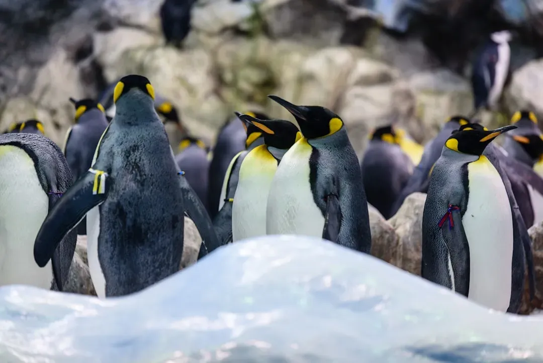 The Emperor Penguin's Huddle: Collective Warmth as an Adaptation (Image Credits: Unsplash)