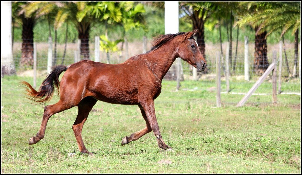Florida: The Sunshine State's Equestrian Hub (Image Credits: Flickr)