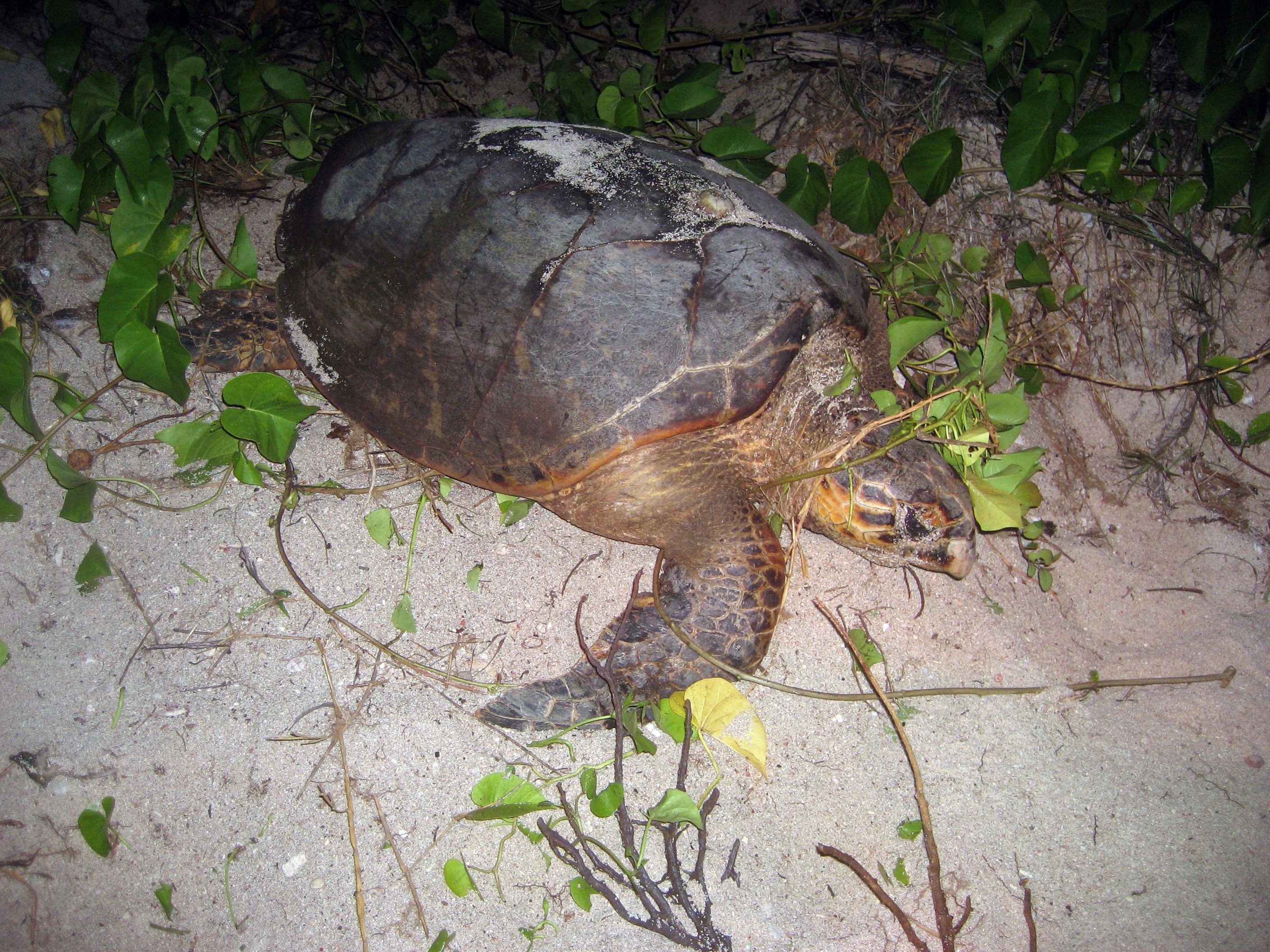 Hurricane Impacts Test Conservation Resilience (Image Credits: Wikimedia)