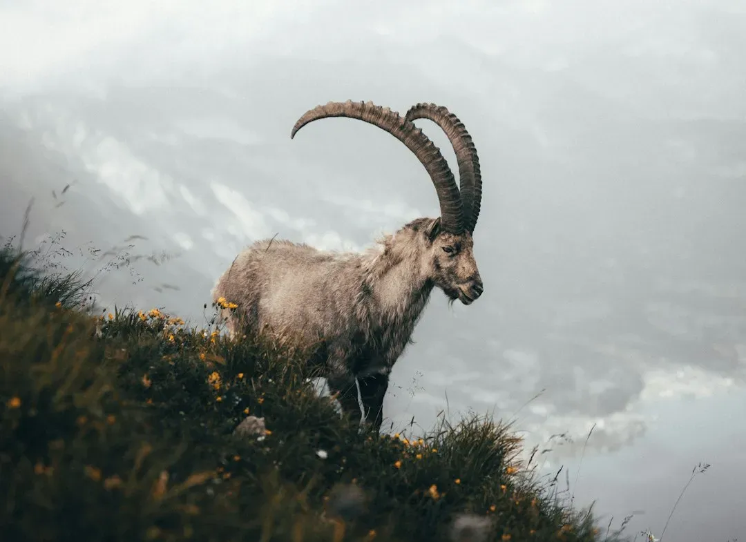 Alpine Ibex: Gravity-Defying Mountain Climbers (Image Credits: Unsplash)