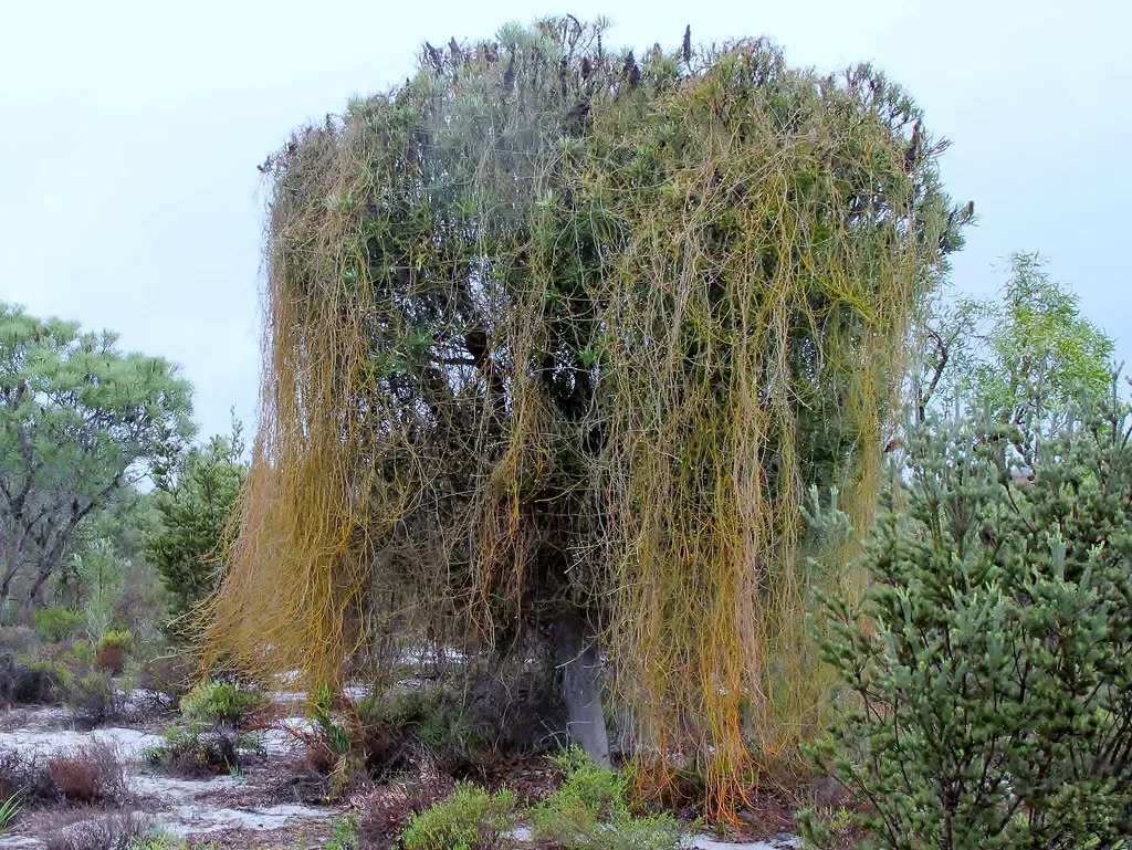 Dodder: The Parasitic Plant That Can “Smell” Its Victims (jeans_Photos, Flickr, CC BY 2.0)