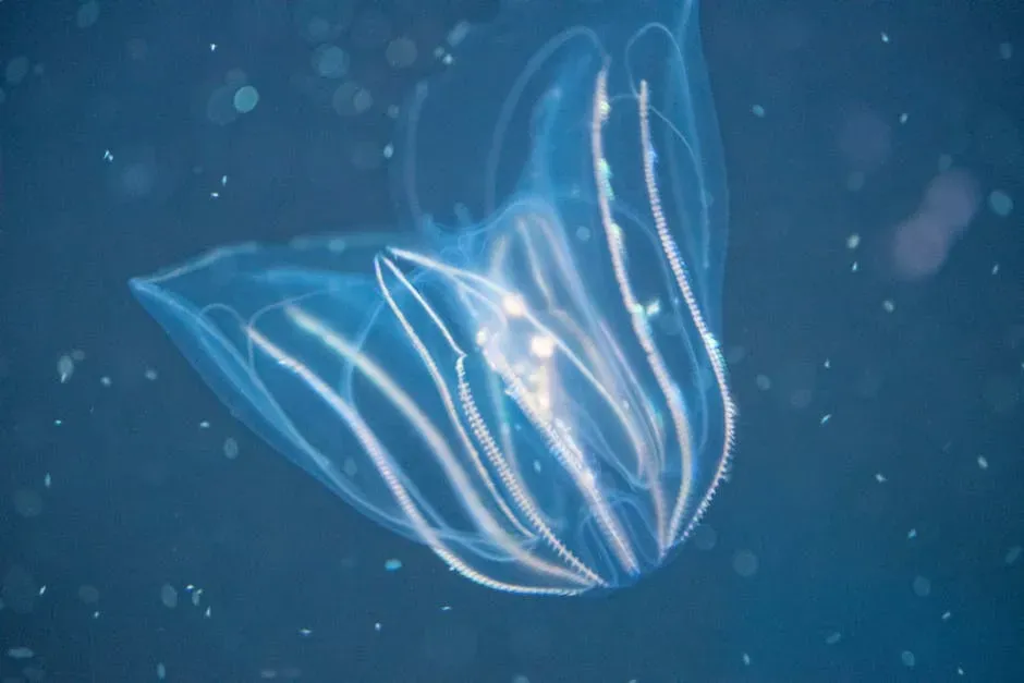 4. Comb Jellies: Living Neon Ribbons (Image Credits: Pexels)
