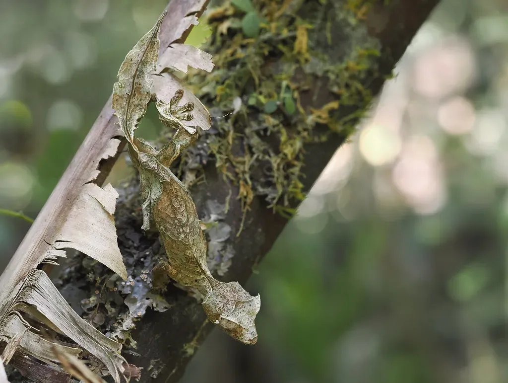 The Leaf-Tailed Gecko's Perfect Disguise (Image Credits: Flickr)
