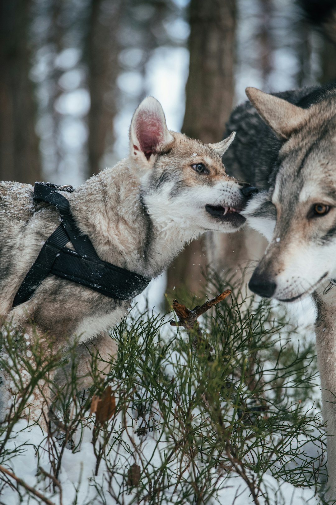 Networks in the Snow (Image Credits: Unsplash)