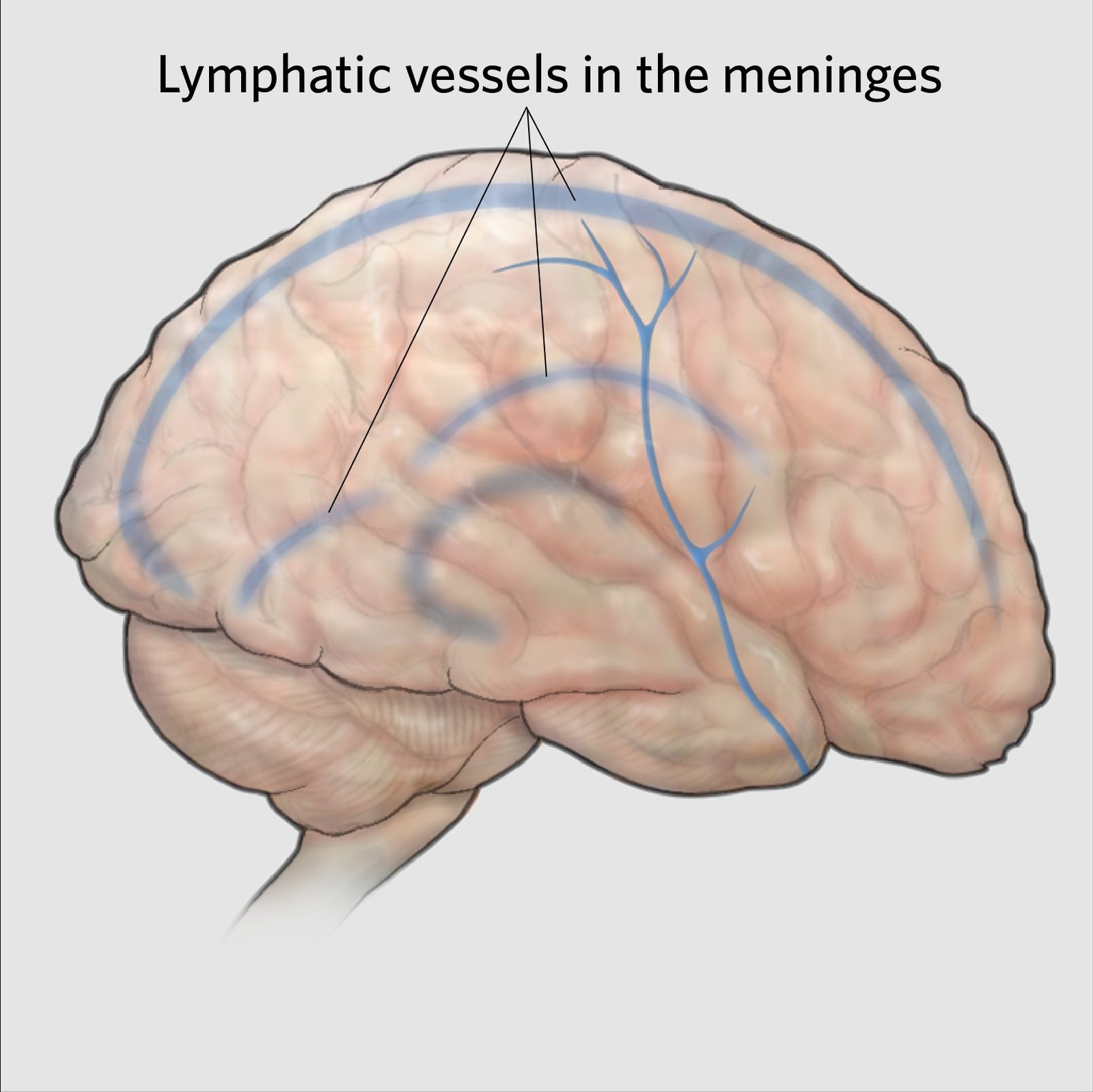 Why Your Brain Needs a Nightly Deep Clean (Image Credits: Wikimedia)