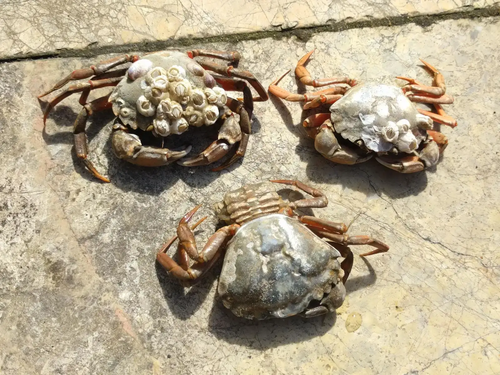 #4 European Green Crabs Across the World’s Coasts (By Michel Langeveld, CC BY-SA 4.0)