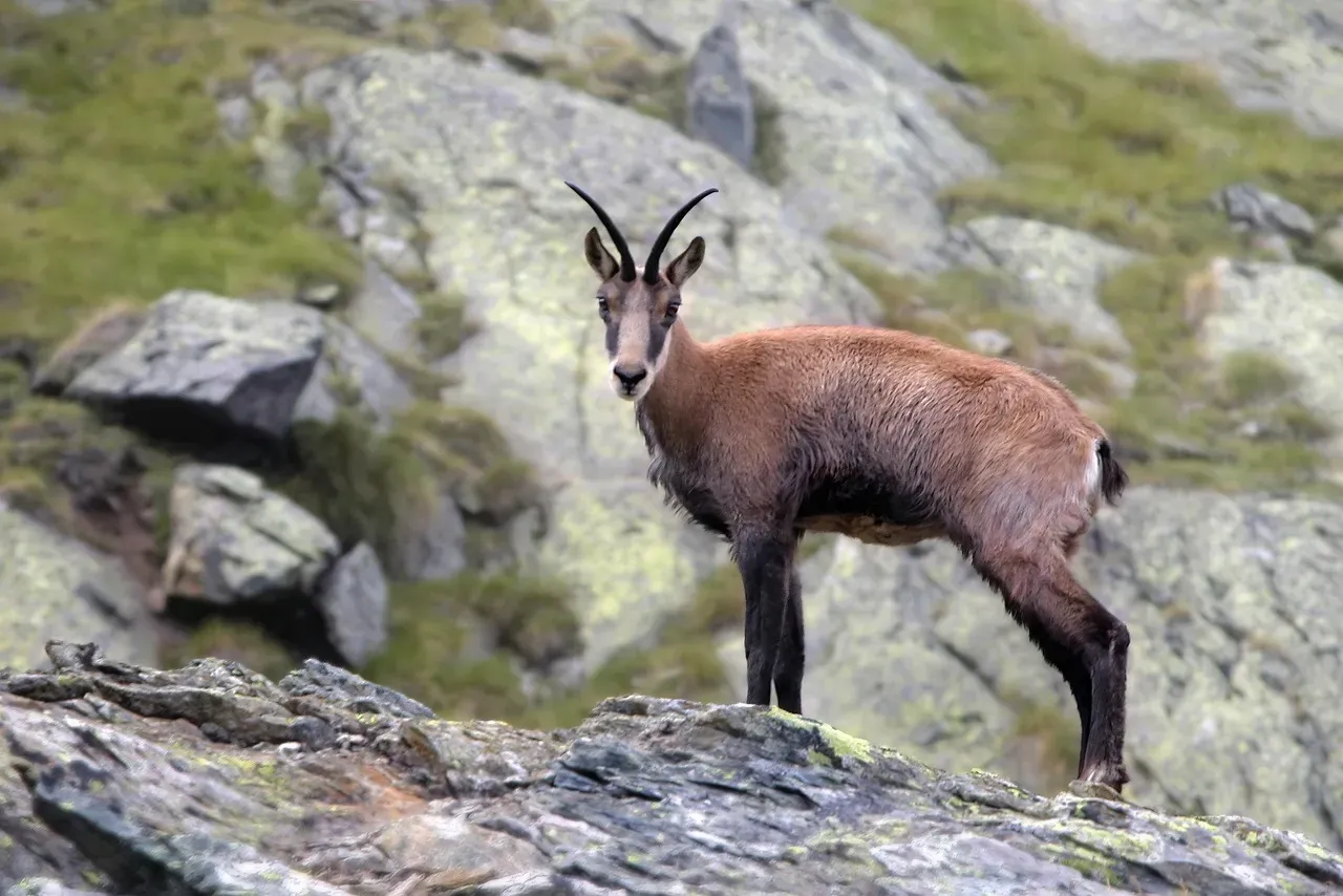 #7 Libra – The Graceful Chamois on the Slope (Image Credits: Pixabay)