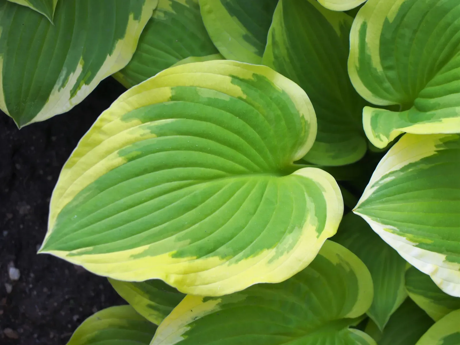 Living With Almost No Light: Survivors of Shade and Deep Forests (Image Credits: Wikimedia)