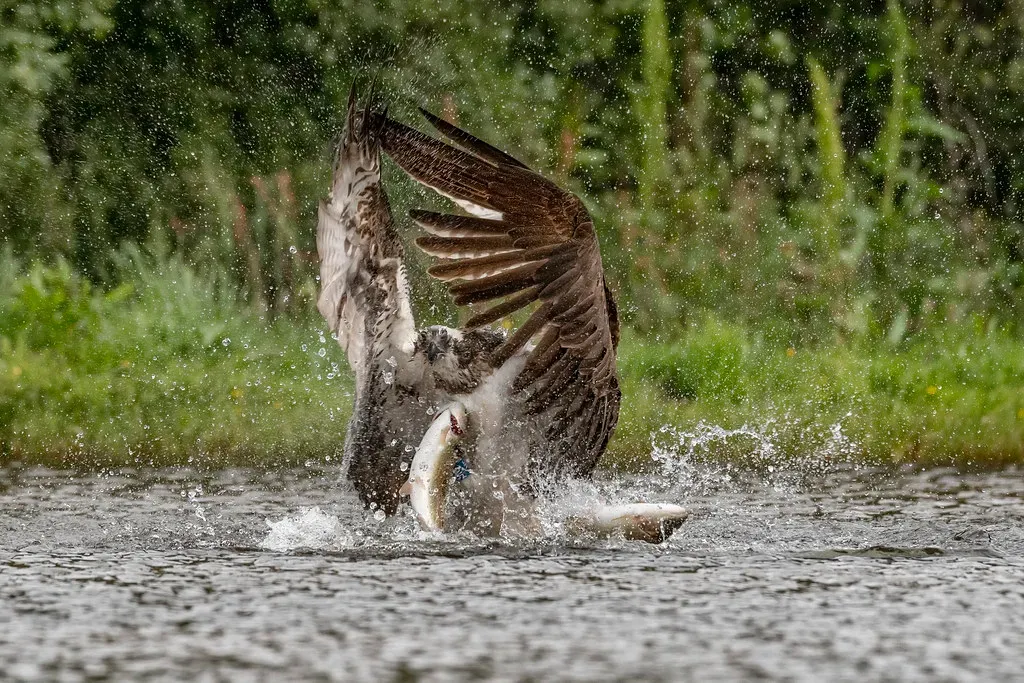 8. They Can Lift Surprisingly Large Fish - But Not Without Limits (cazalegg, Flickr, CC BY 2.0)