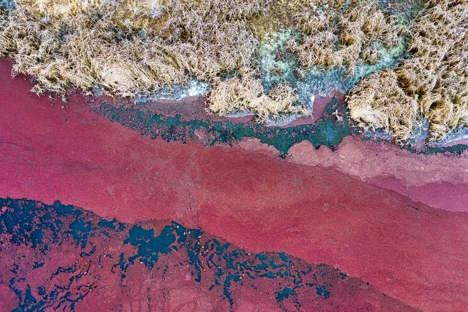 The Microscopic Artists: Algae, Bacteria, and Archaea (Image Credits: Pexels)