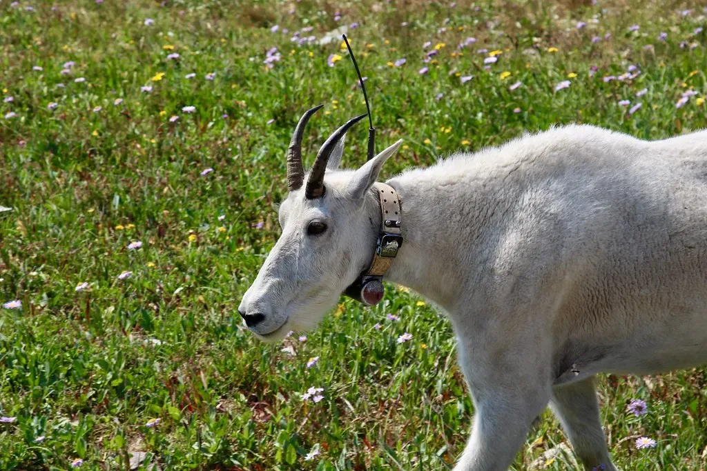 8. Cats, Goats, and Collared Wildlife Used as Living Sensors (Image Credits: Flickr)