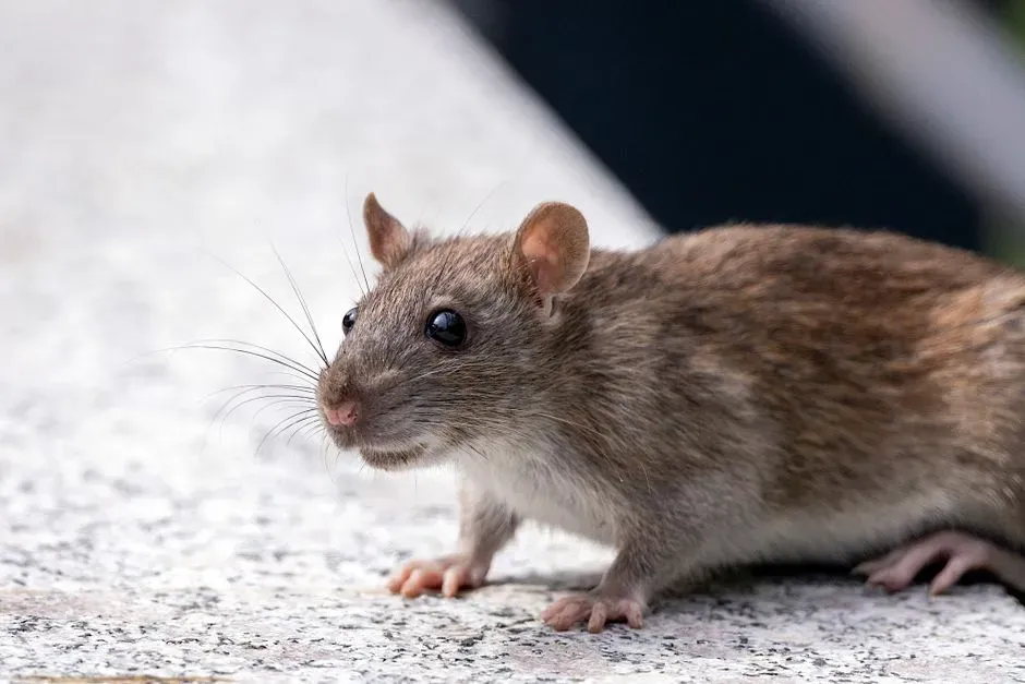 How This Changes the Way You Look at Other Animals (Image Credits: Pexels)