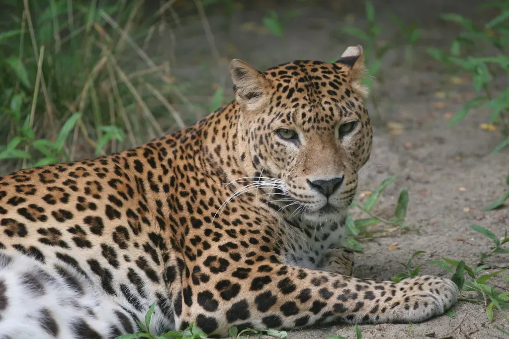 Jaw, Claws, And Grip: The Biomechanics Of A Clean Kill (Image Credits: Flickr)