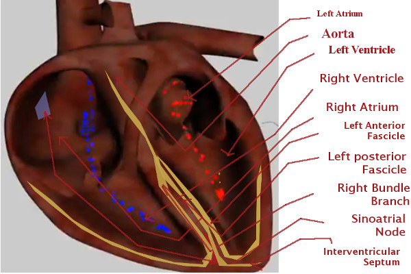 The Pulse Is Electricity in Motion (Image Credits: Wikimedia)