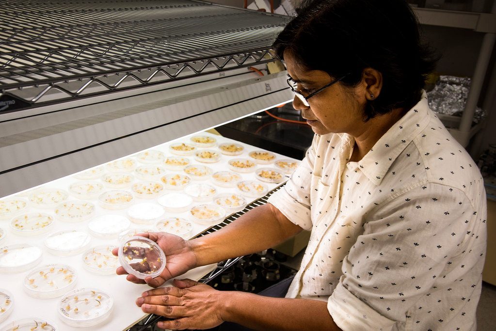 NAD+ Boosters: Recharging Your Cellular Batteries (Image Credits: Flickr)