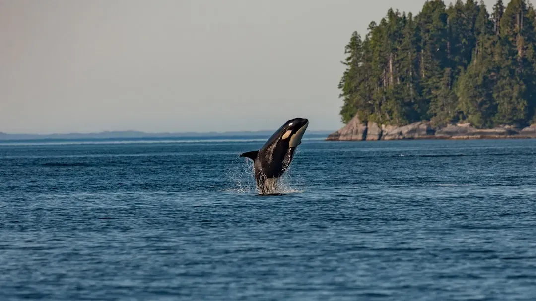 9. You’re Seeing How Orcas Can Reshape Entire Ecosystems (Image Credits: Unsplash)