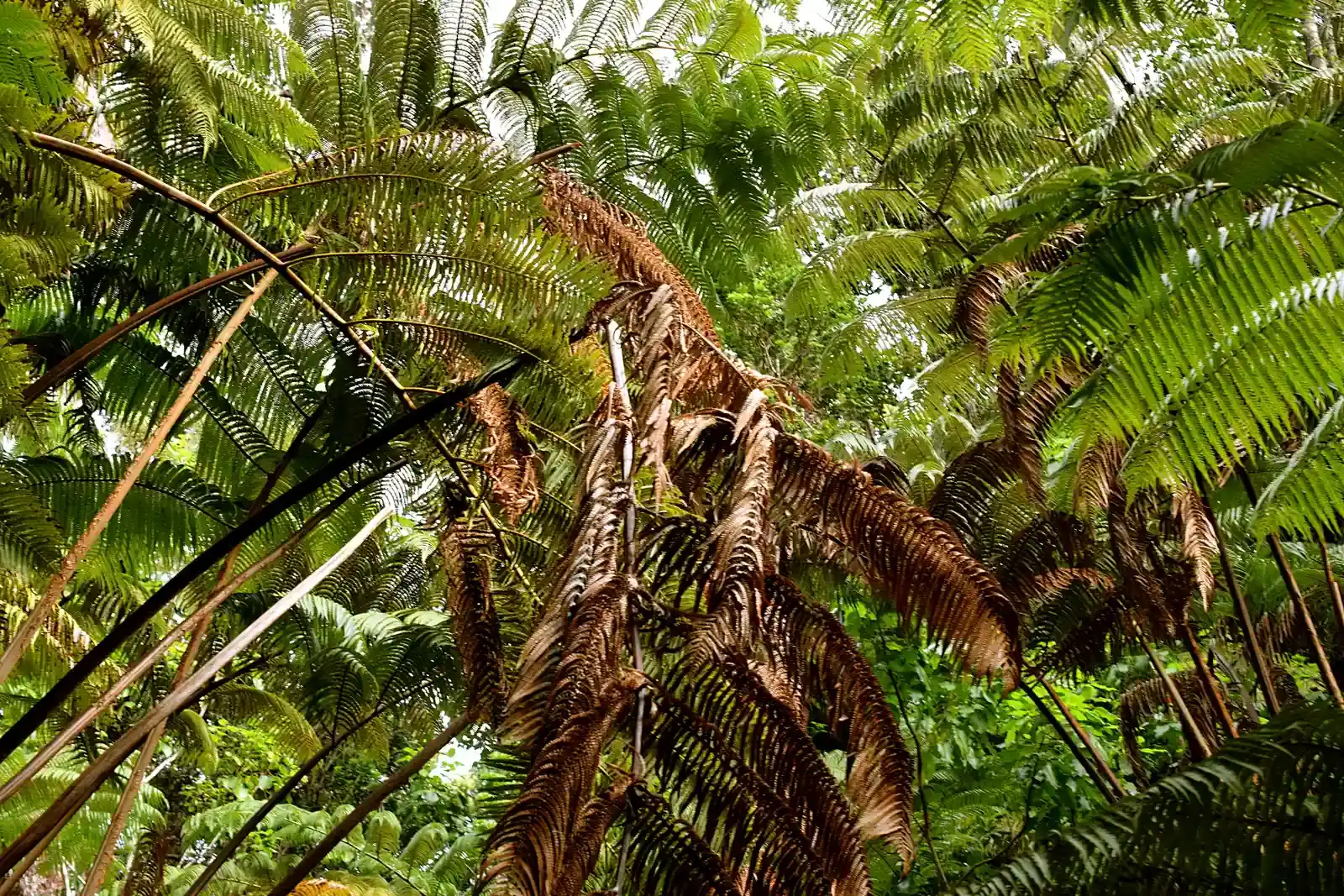 From Ancient Tools to Modern Science: Lava Forests of Hawaii’s Kīlauea and Mauna Loa (Image Credits: Wikimedia)